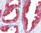 ACPP / PAP Antibody